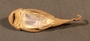 Pseudancistrus pediculatus FMNH 58564 1of3 ventral